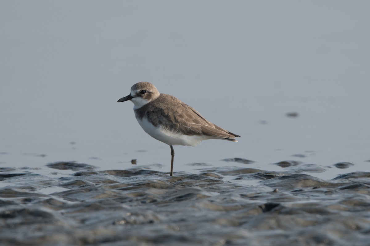 Greater Sand-Plover - jimmy Yao