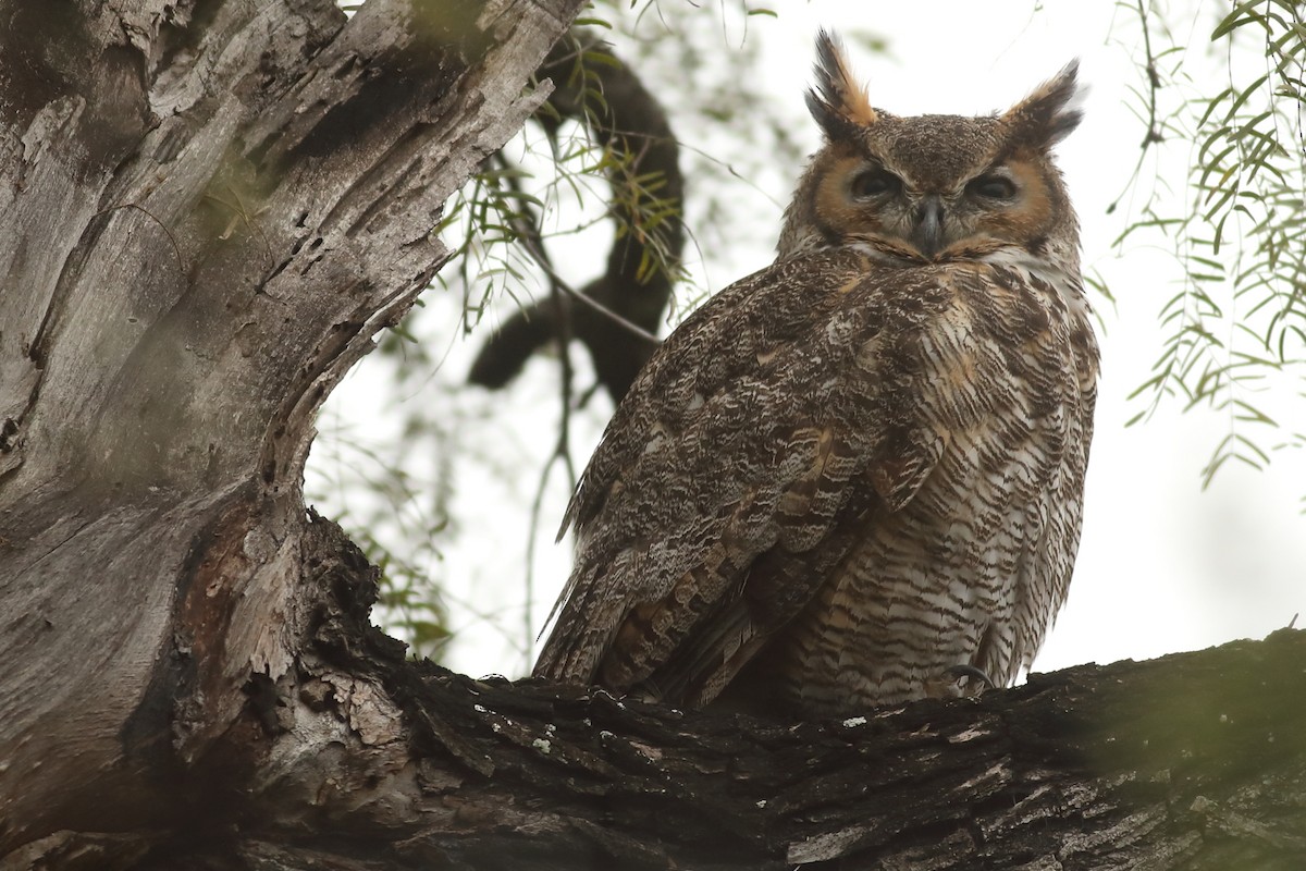 Great Horned Owl - Graham Montgomery