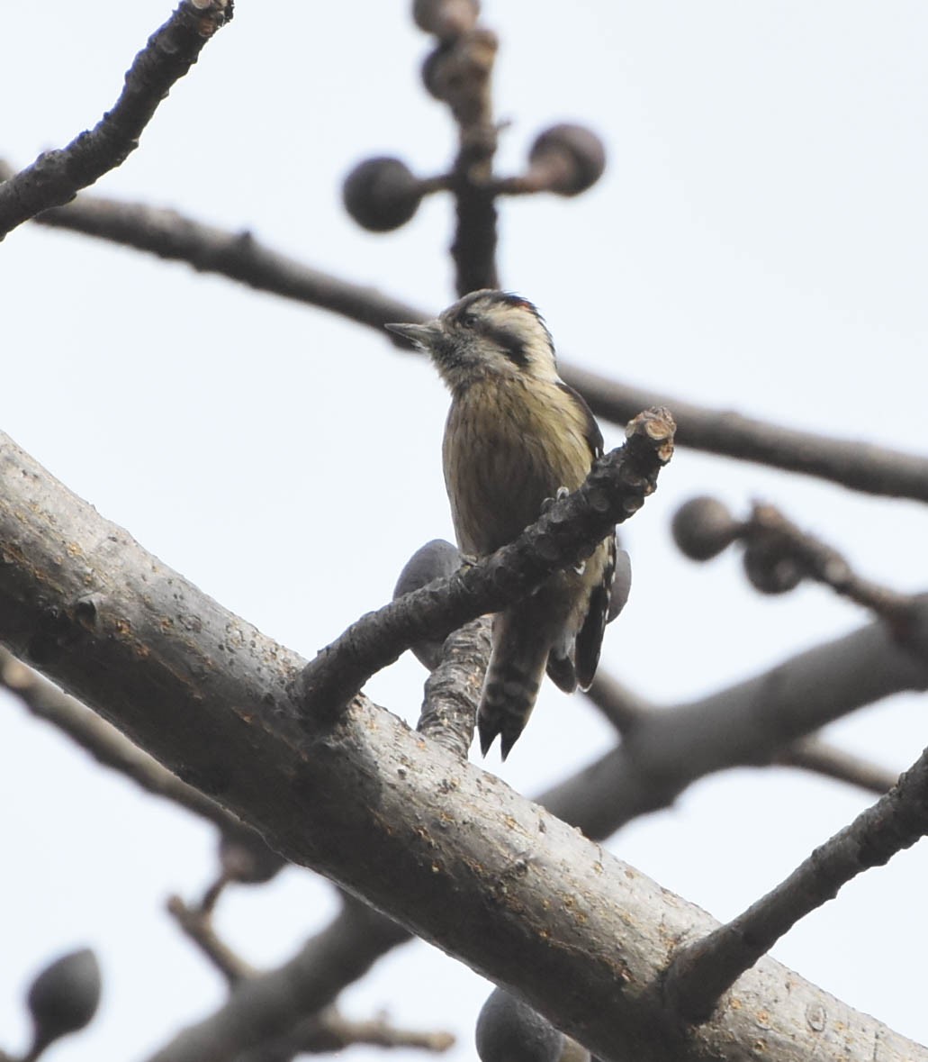 Gray-capped Pygmy Woodpecker - ML79194161
