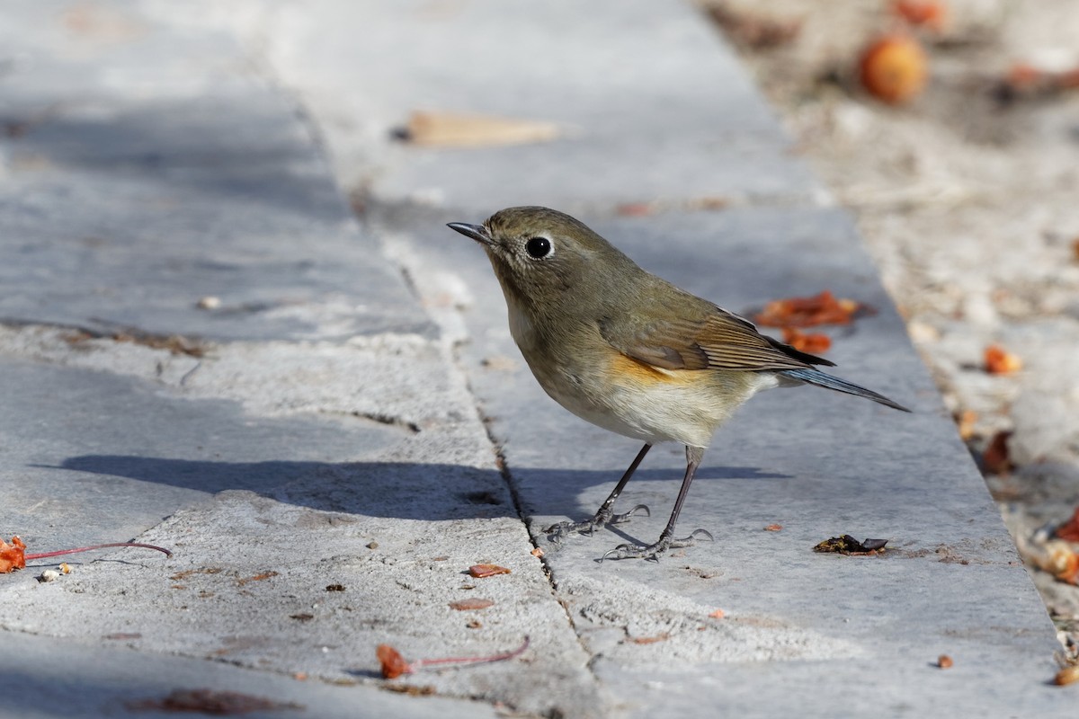 Red-flanked Bluetail - Yan Shen