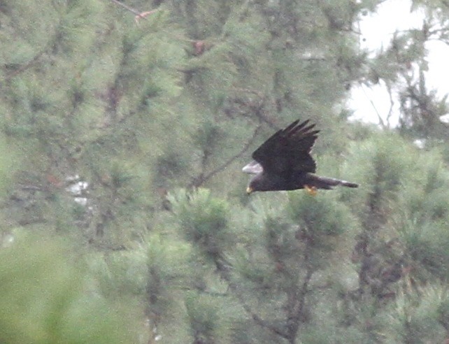 Zone-tailed Hawk - ML79195291