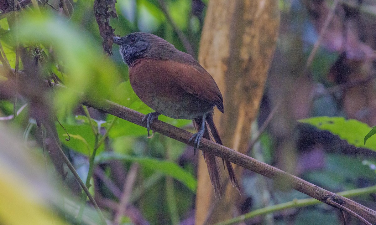 Rufous-breasted Spinetail - Roni Martinez