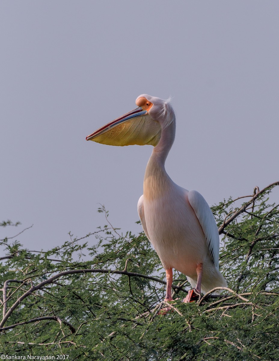 Great White Pelican - SANKARA NARAYANAN BALASUBRAMANIAN