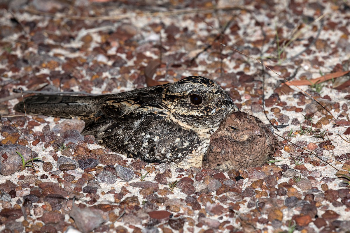 Large-tailed Nightjar - David Webb