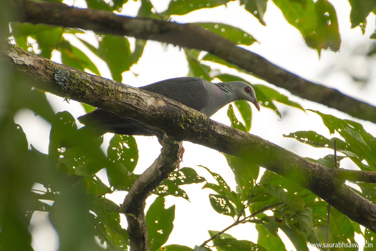 Andaman Wood-Pigeon - ML79199321
