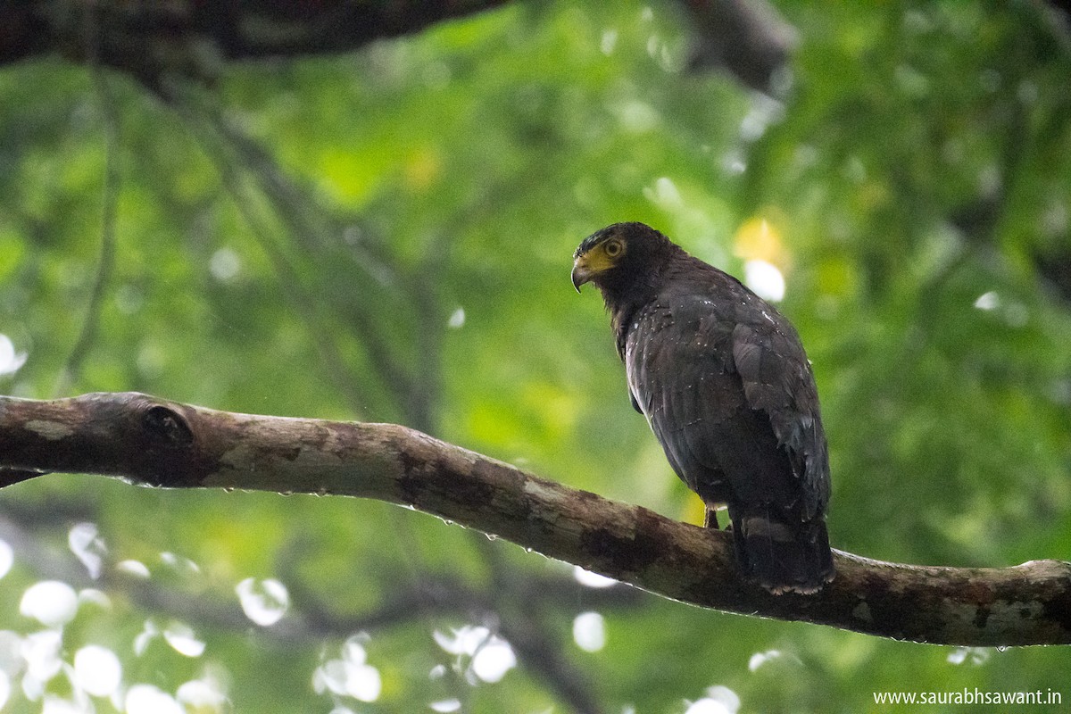 Andaman Serpent-Eagle - ML79199571