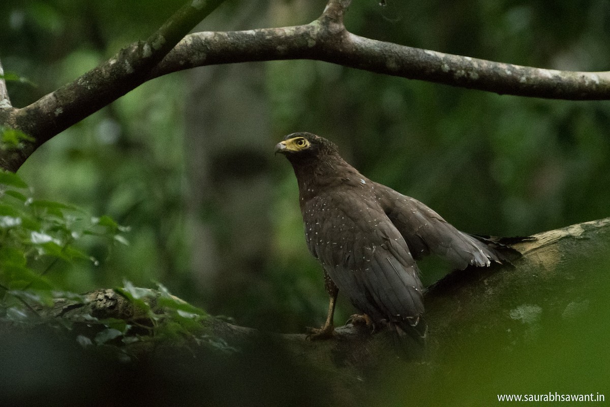 Andaman Serpent-Eagle - ML79199591