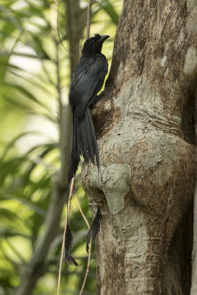 Greater Racket-tailed Drongo - ML79199751