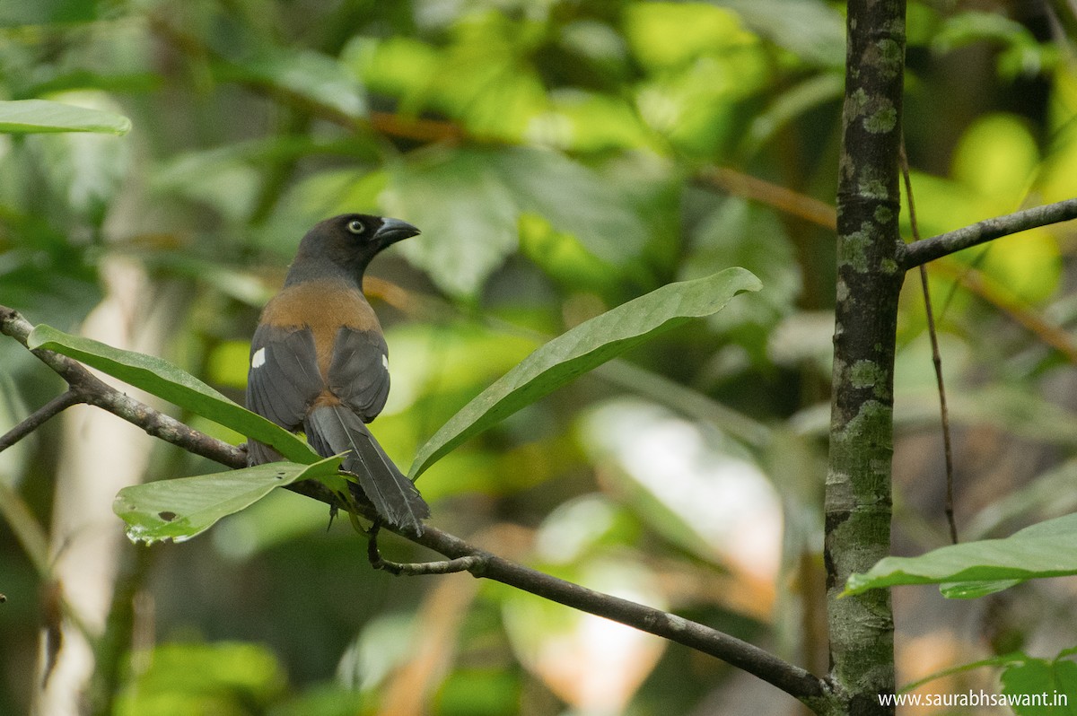 Andaman Treepie - Saurabh Sawant