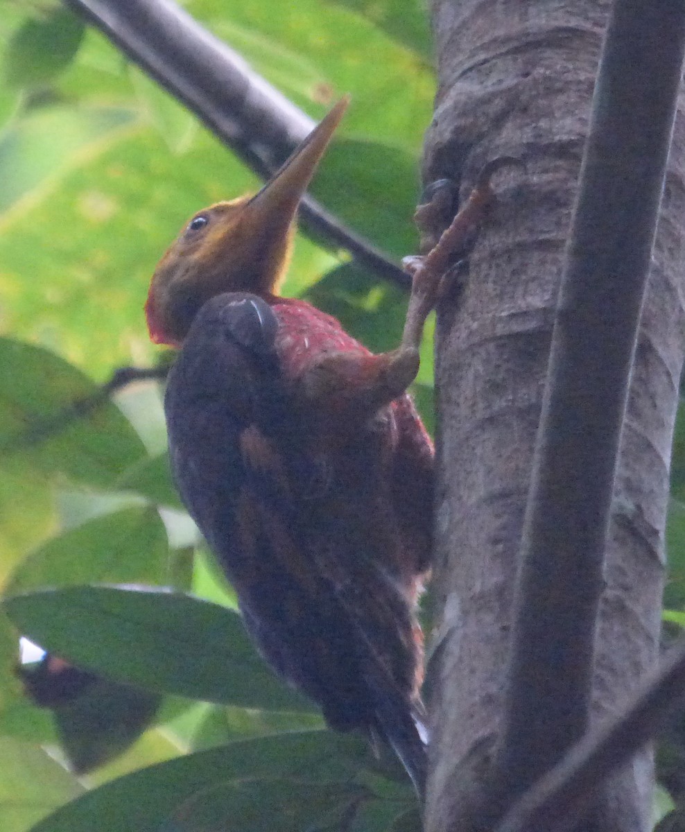 Orange-backed Woodpecker - Eugene Prewitt