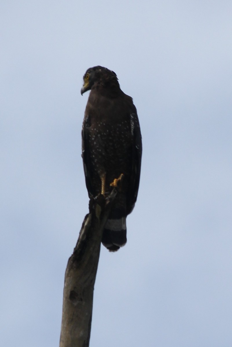 Crested Serpent-Eagle - ML79200781