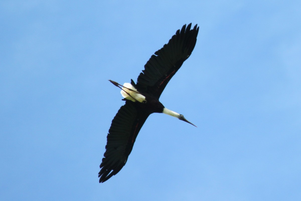 Asian Woolly-necked Stork - ML79200901