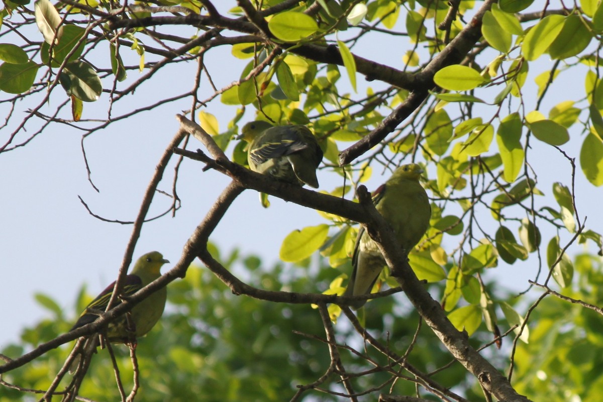 Sri Lanka Green-Pigeon - ML79200971
