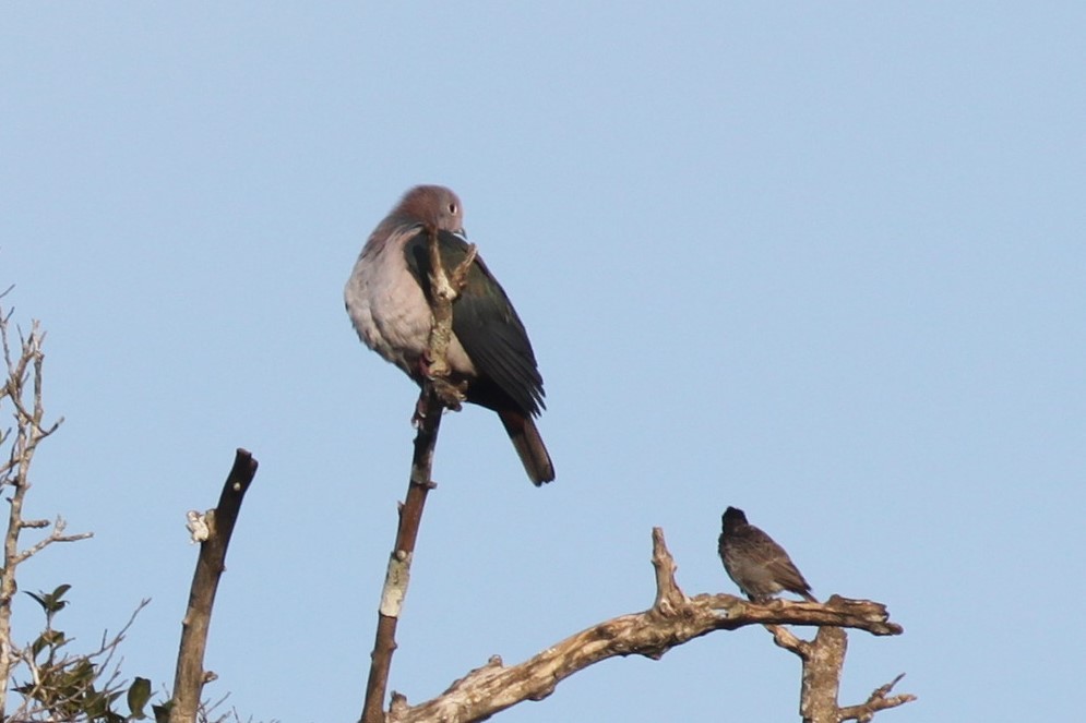 Green Imperial-Pigeon - ML79201001
