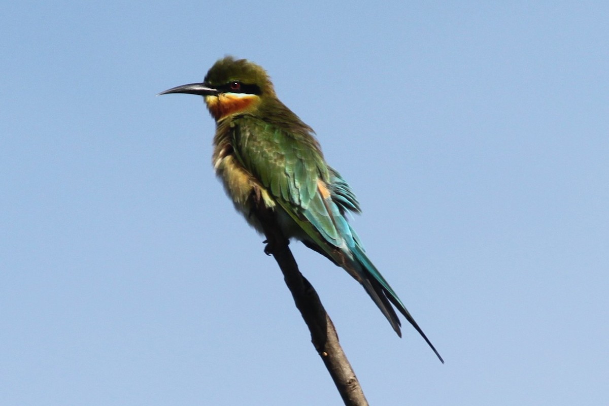 Blue-tailed Bee-eater - ML79201051