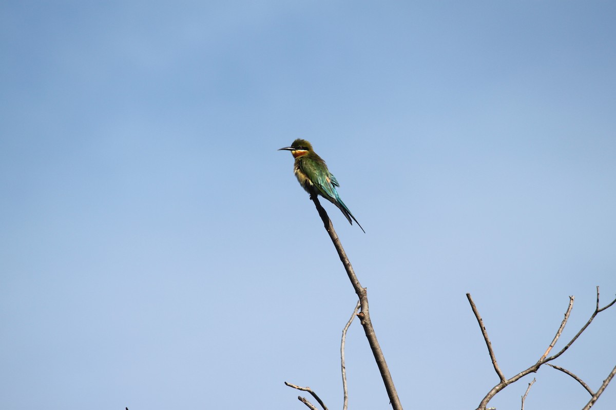Blue-tailed Bee-eater - Sean Banks