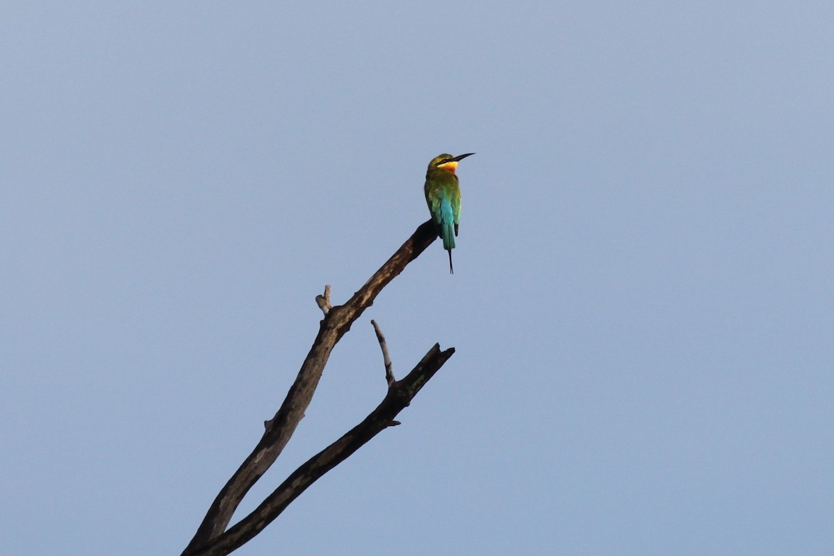 Blue-tailed Bee-eater - ML79201081