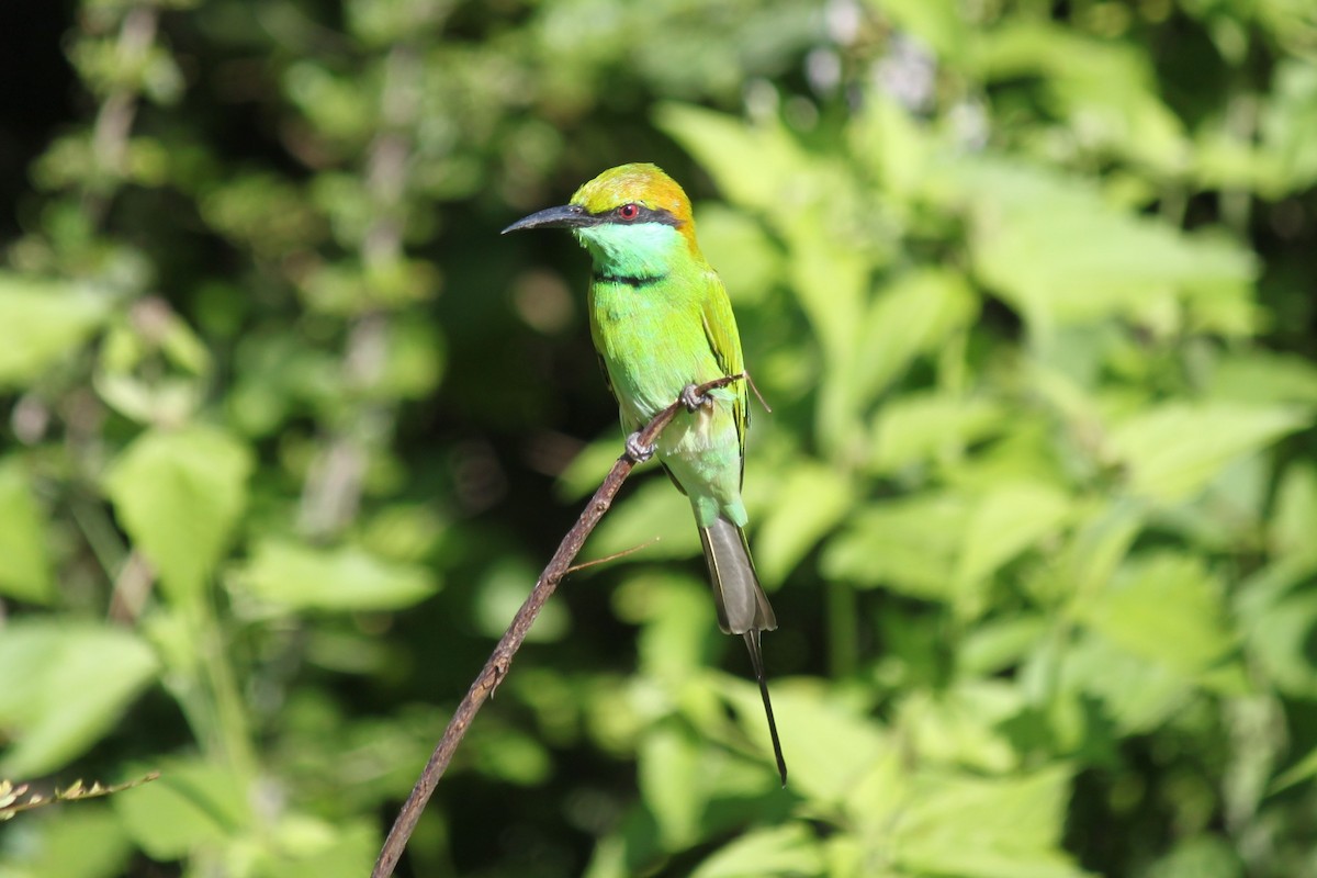 Asian Green Bee-eater - ML79201241