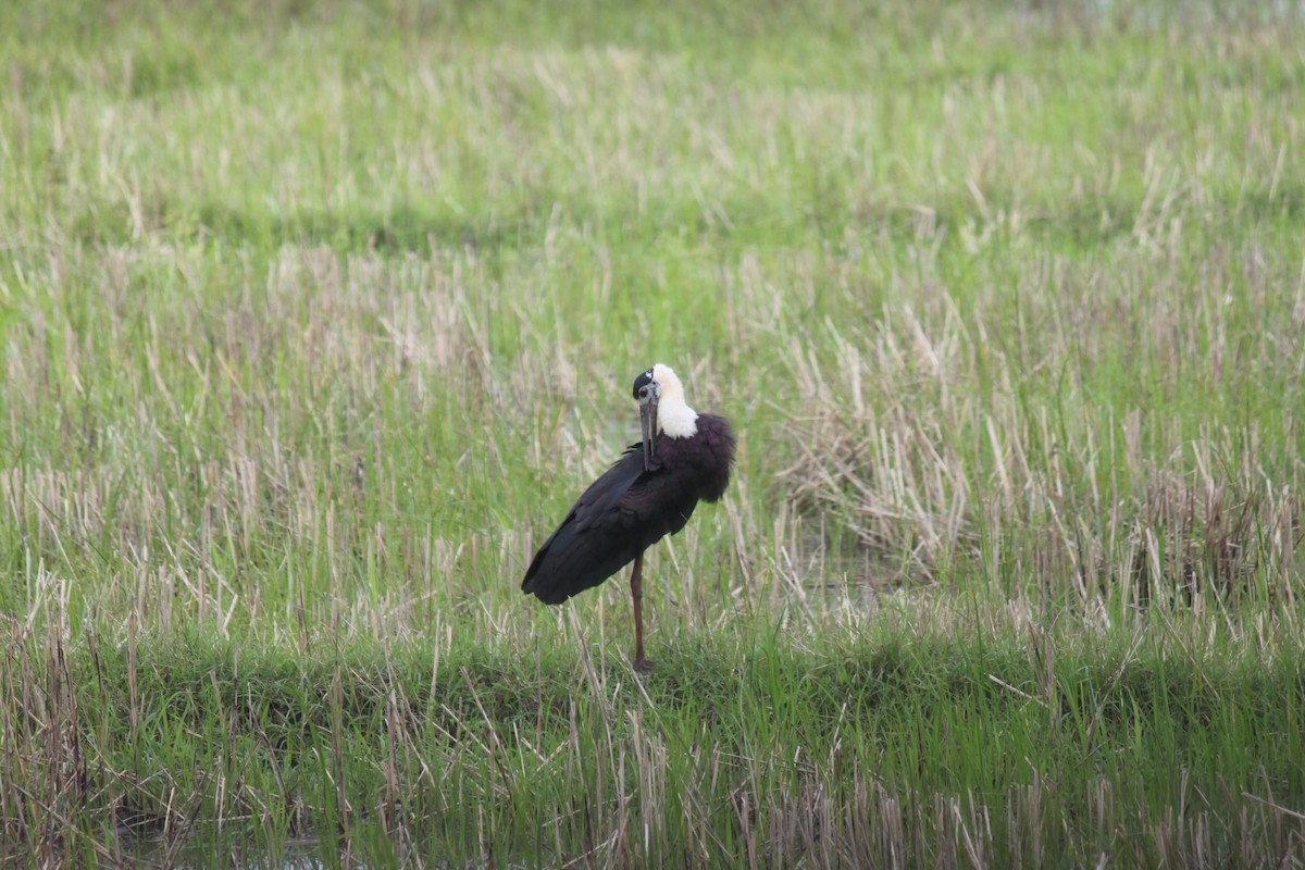 Asian Woolly-necked Stork - ML79202141