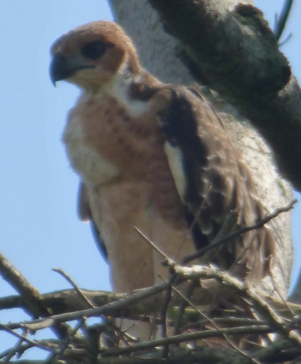 Blyth's Hawk-Eagle - Eugene Prewitt