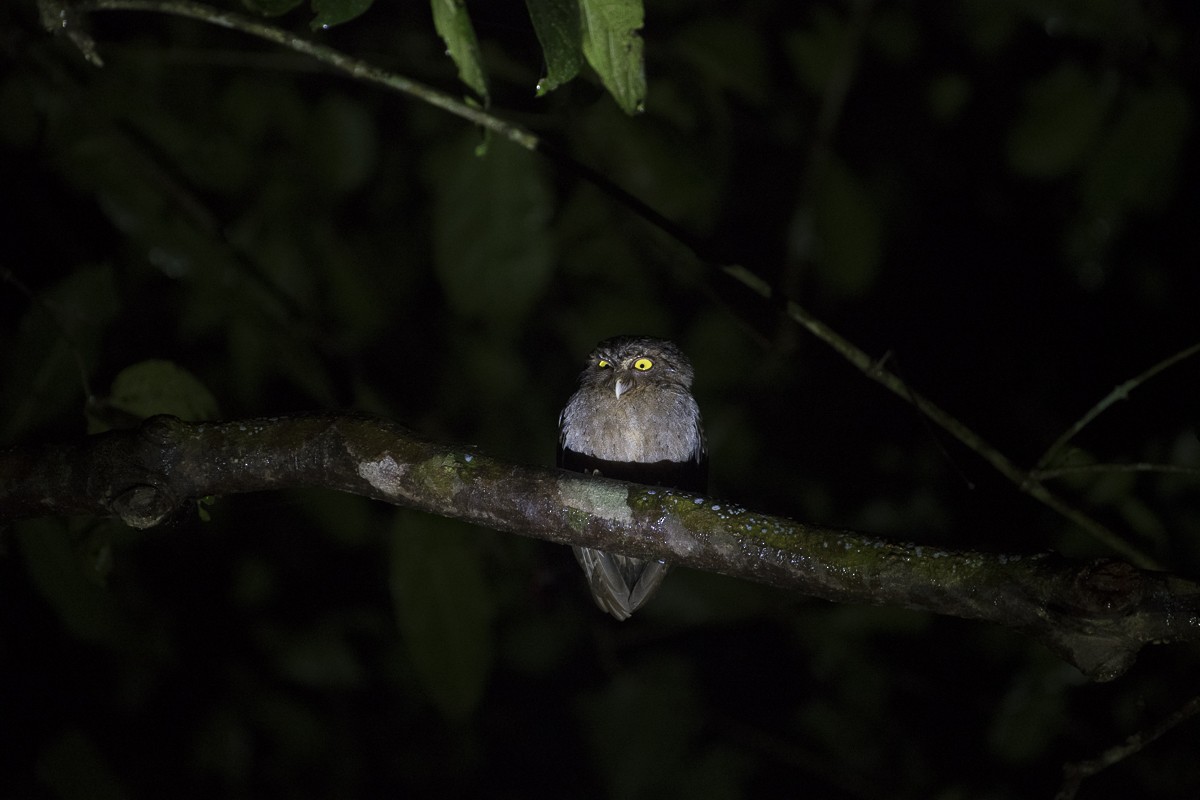 Andaman Scops-Owl - ML79202541