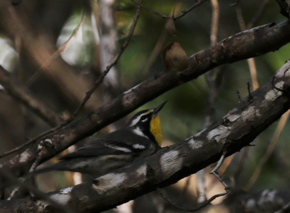 Yellow-throated Warbler - ML79206061