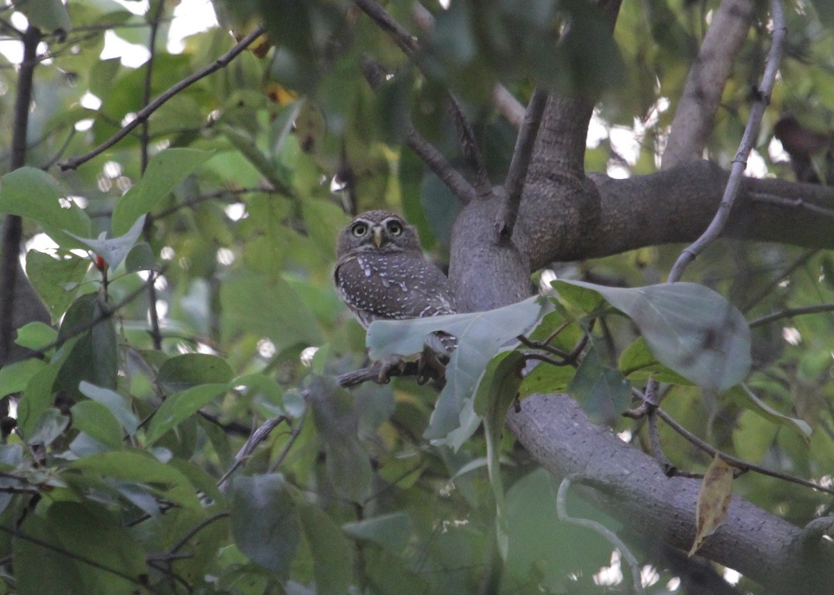 Pearl-spotted Owlet - John Bjorkman