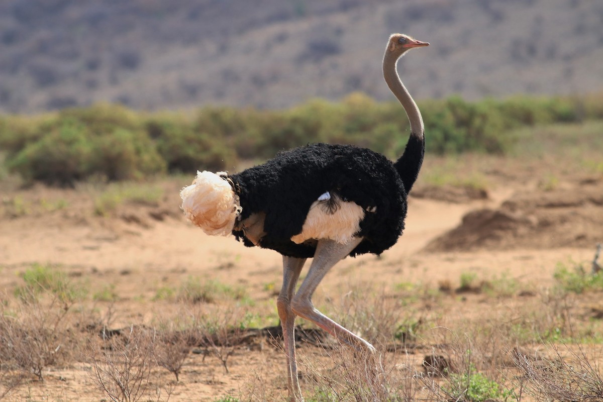 Somali Ostrich - Alexandre Hespanhol Leitão