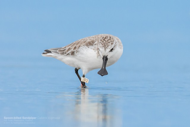  - Spoon-billed Sandpiper - 
