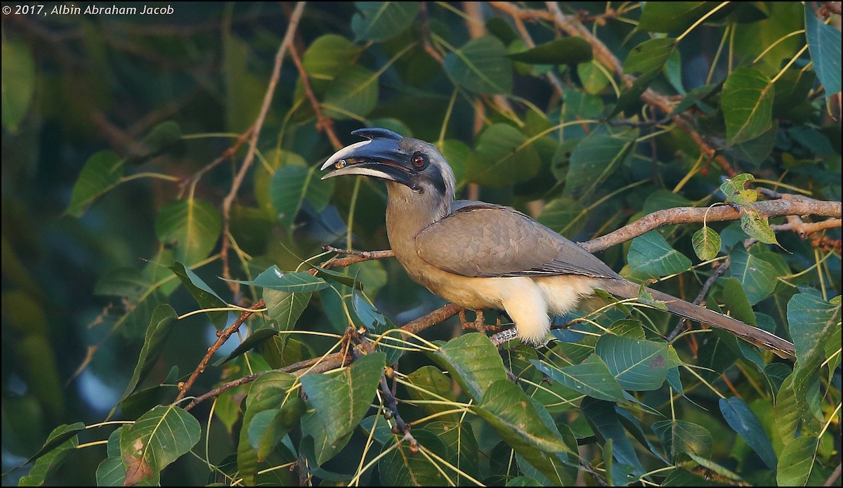 Indian Gray Hornbill - ML79210591