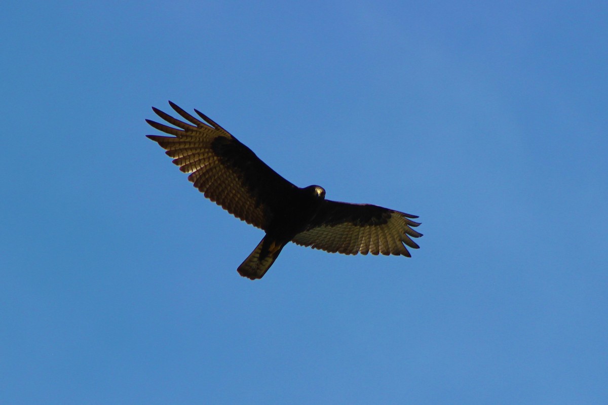 Zone-tailed Hawk - Anuar López
