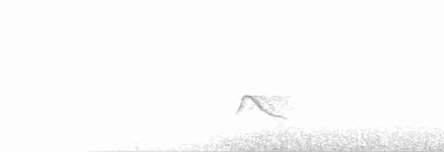 White-crested Elaenia (Chilean) - ML79212591