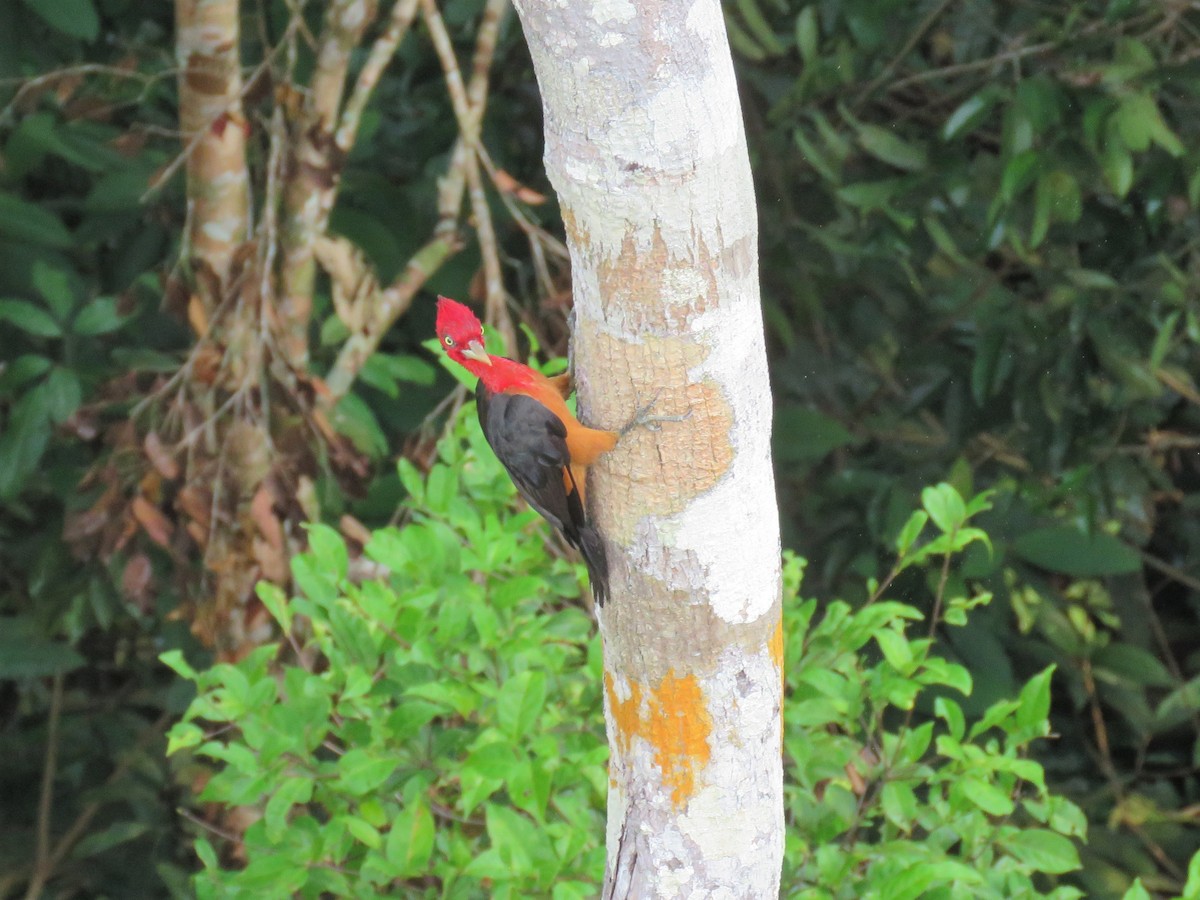 Red-necked Woodpecker - ML79212651