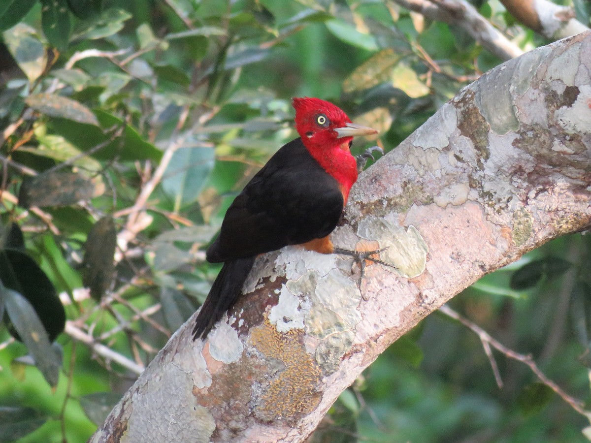 Red-necked Woodpecker - ML79212741