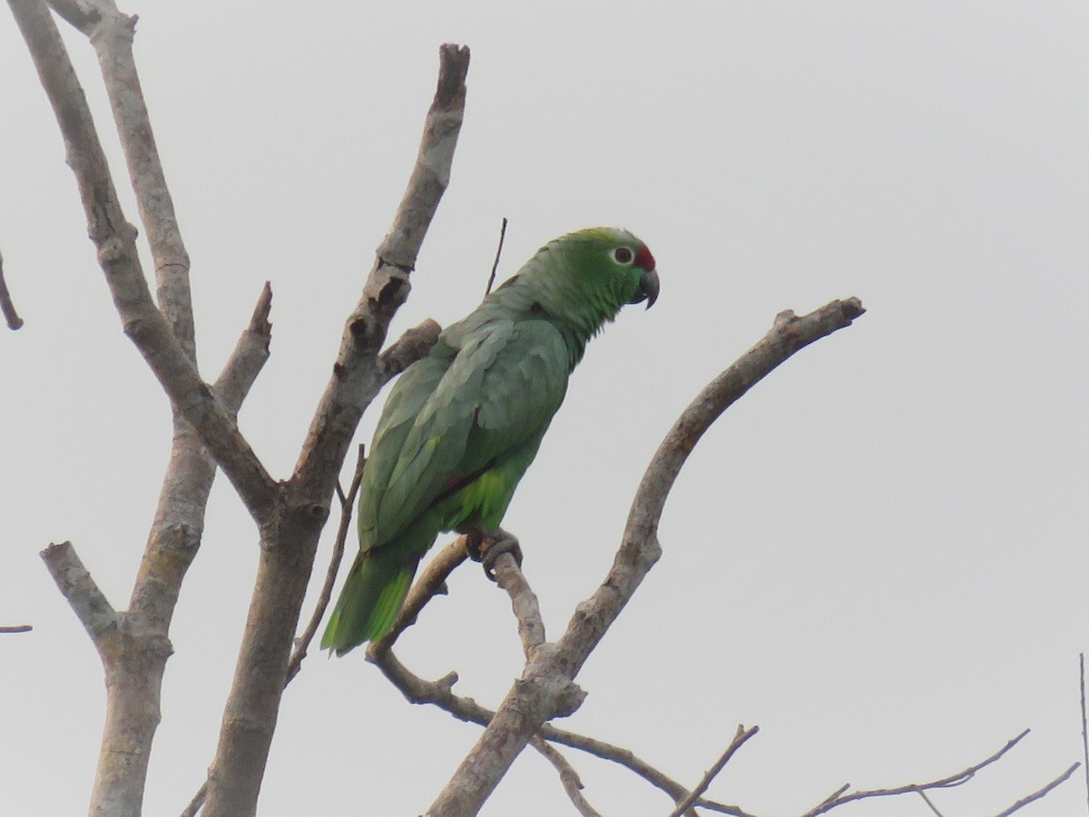 Red-lored Parrot - ML79213061
