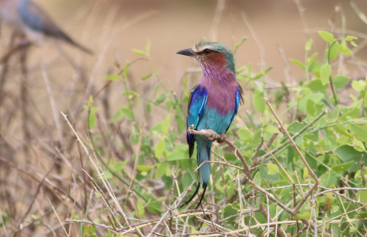 Lilac-breasted Roller - ML79213381