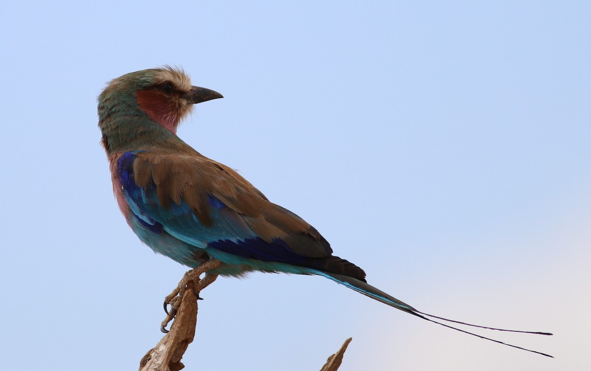 Lilac-breasted Roller - ML79213431