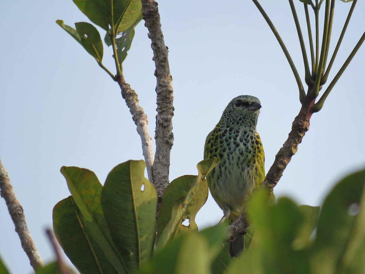 Spotted Tanager - ML79213521