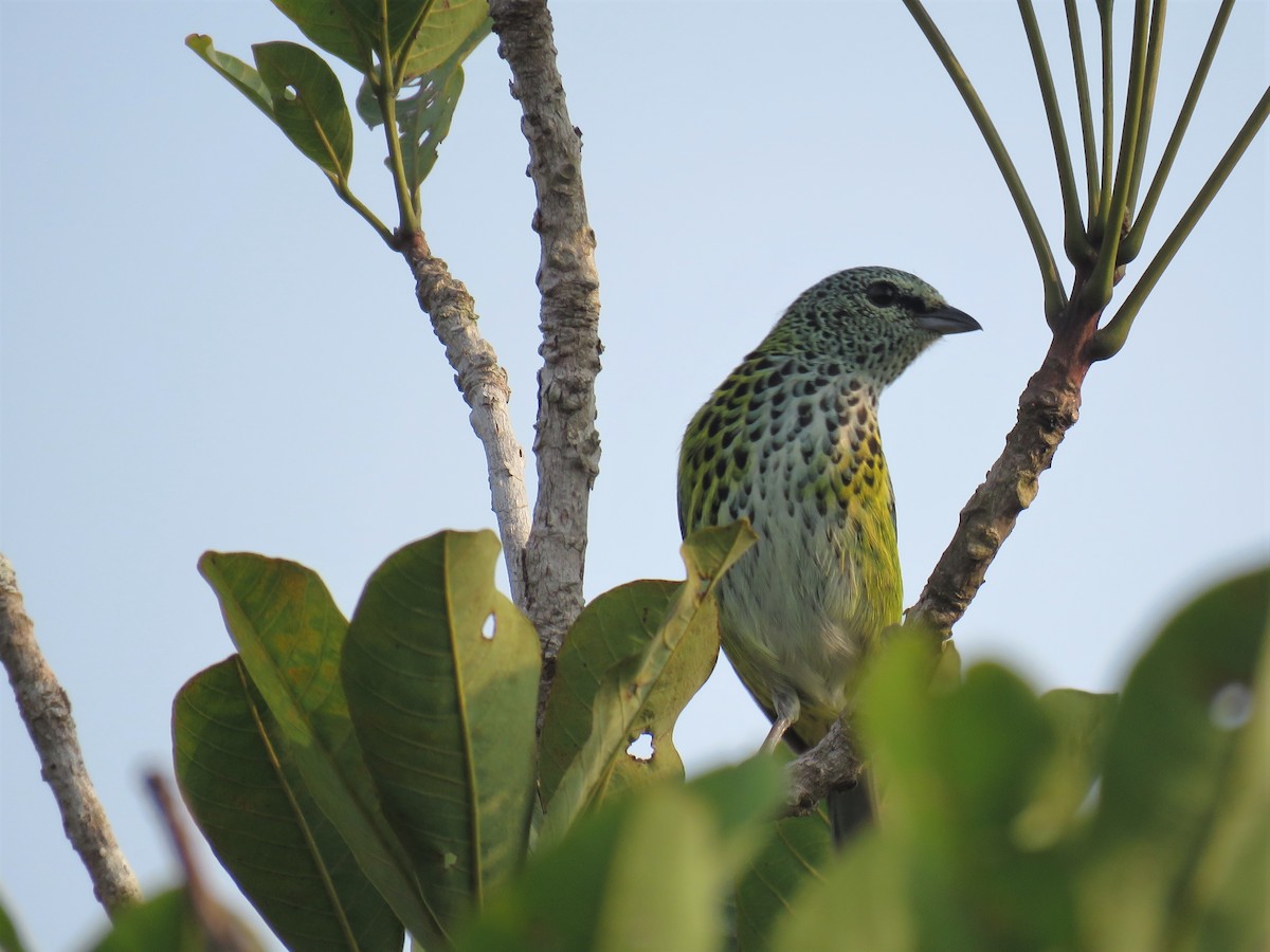 Spotted Tanager - ML79213571