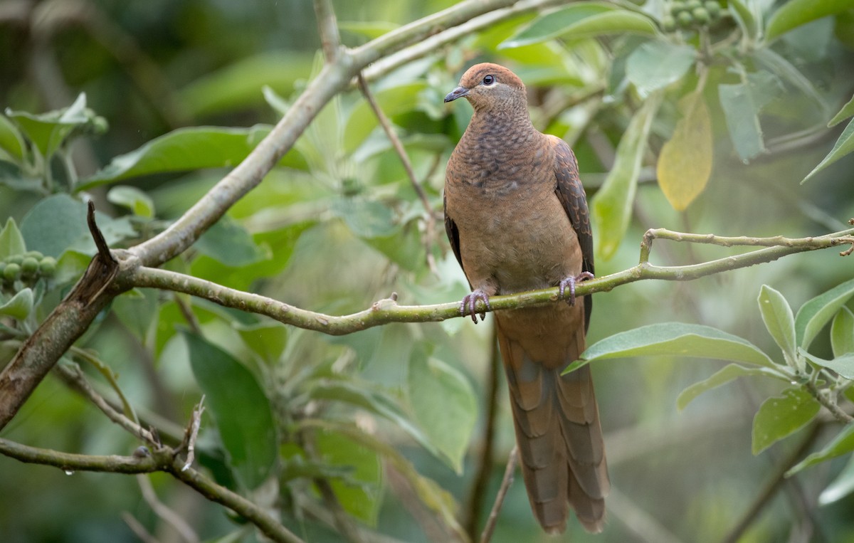 Brown Cuckoo-Dove - Ian Davies
