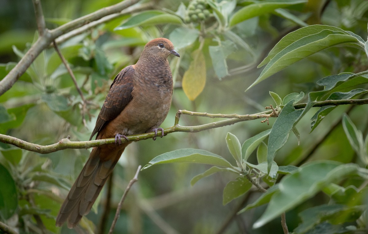 Brown Cuckoo-Dove - ML79214341