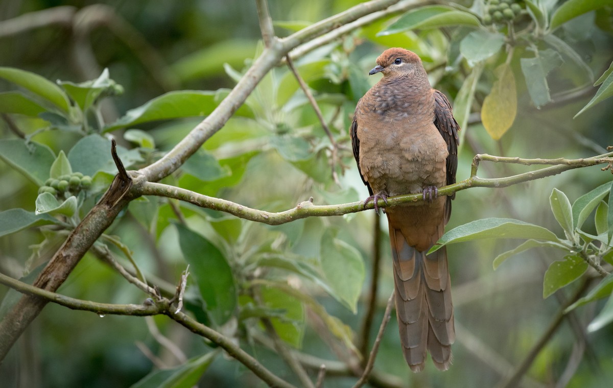 Brown Cuckoo-Dove - ML79214351
