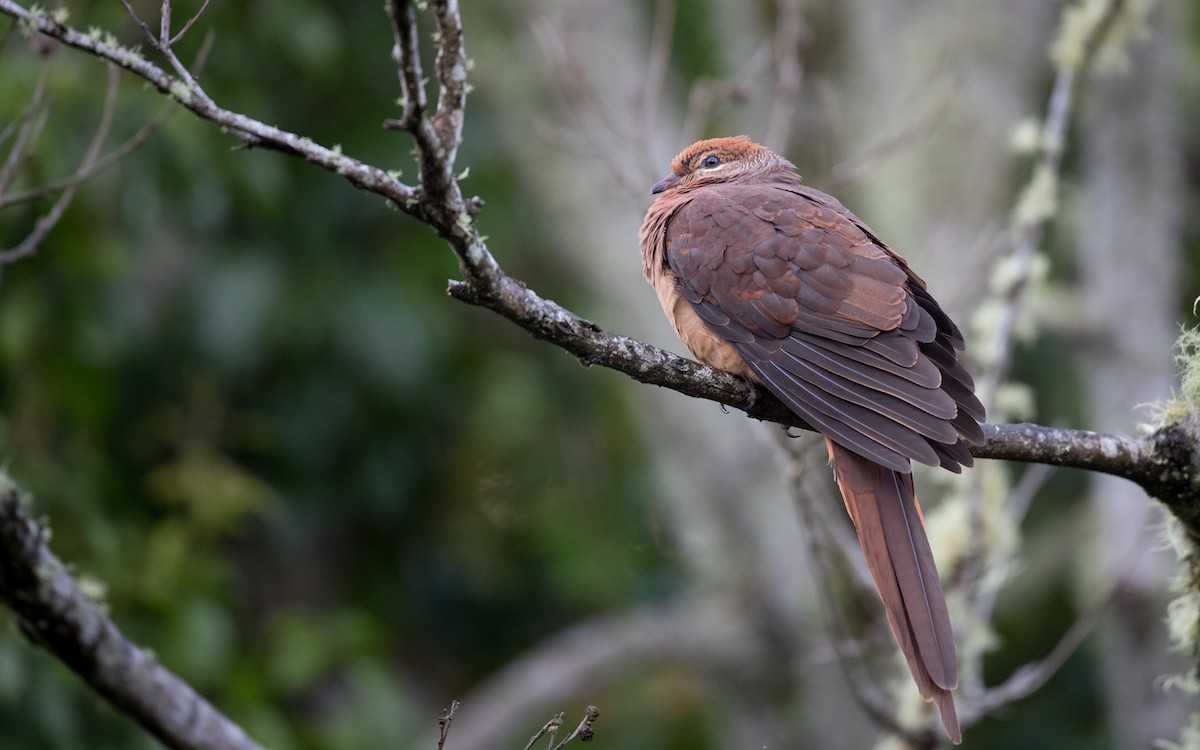 Brown Cuckoo-Dove - Ian Davies