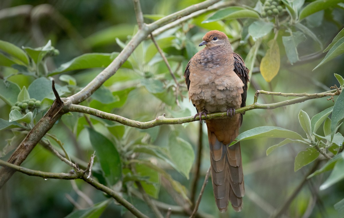 Brown Cuckoo-Dove - ML79214371