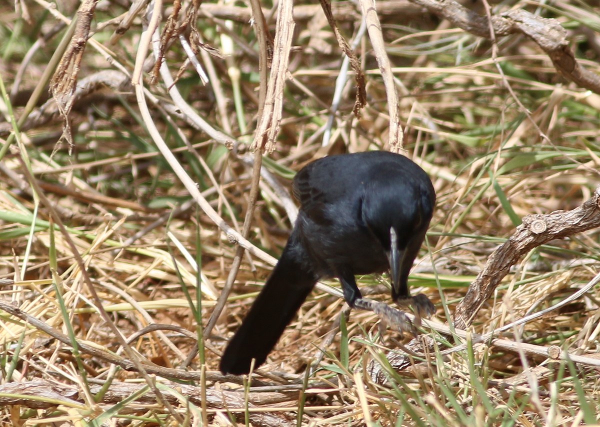 Red-winged Starling - ML79214411