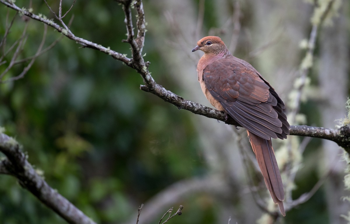 Brown Cuckoo-Dove - ML79214441