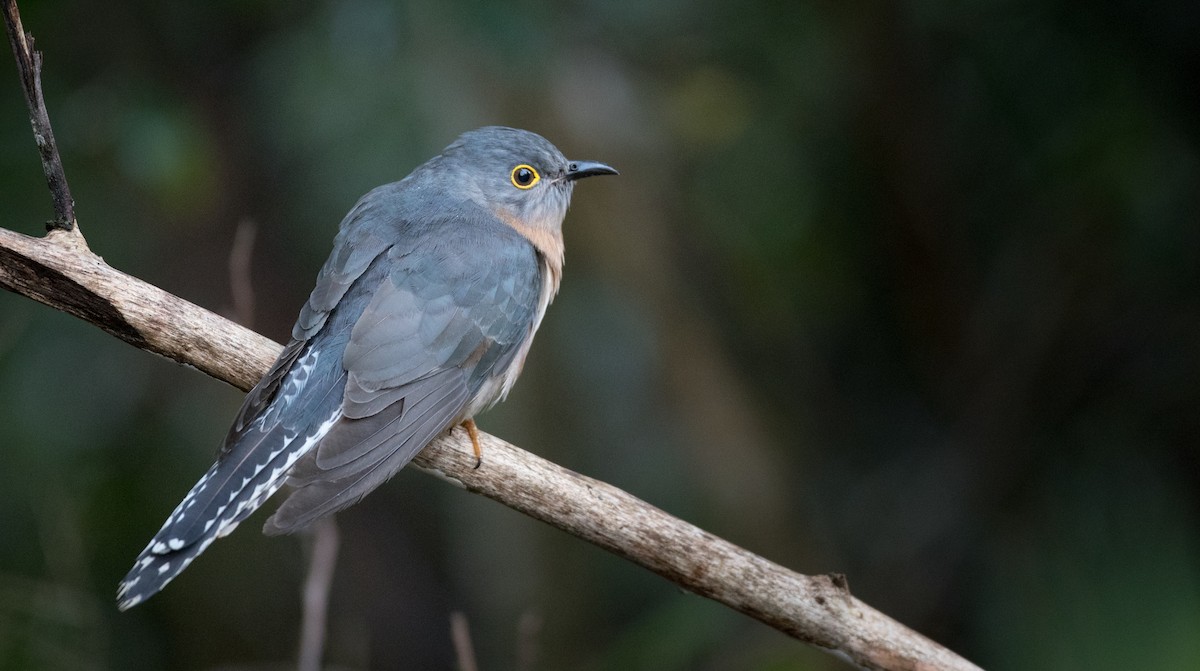 Fan-tailed Cuckoo - Ian Davies