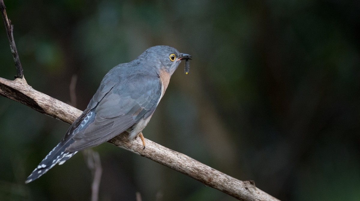 Fan-tailed Cuckoo - Ian Davies