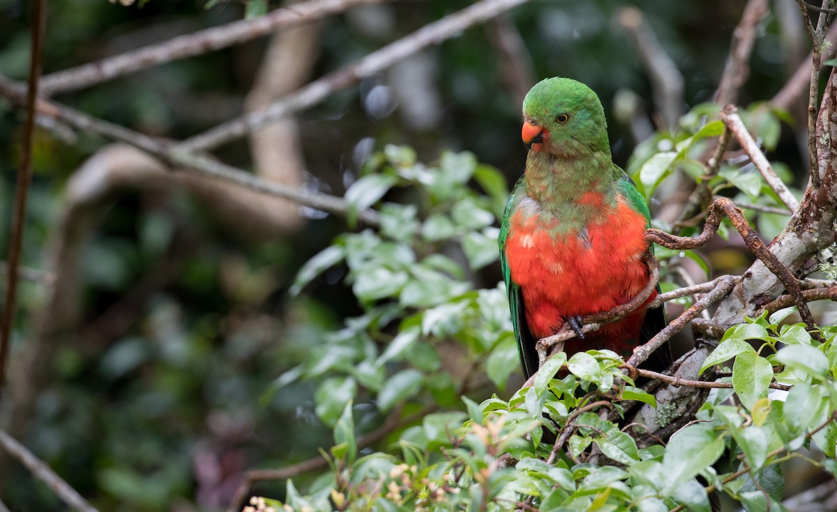 Australian King-Parrot - Ian Davies