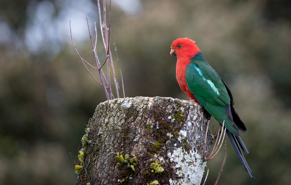 Australian King-Parrot - Ian Davies